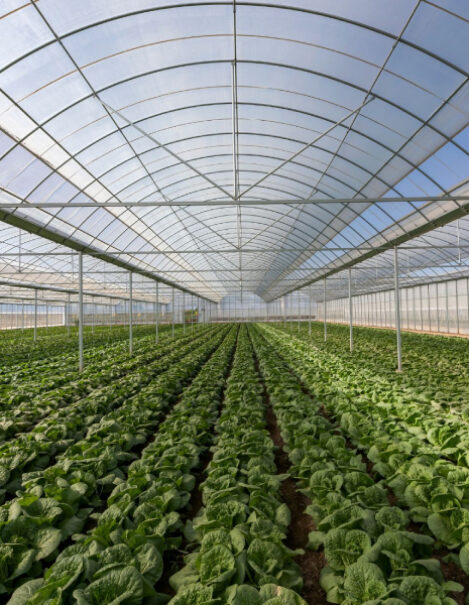 AGRICULTURE SECTOR